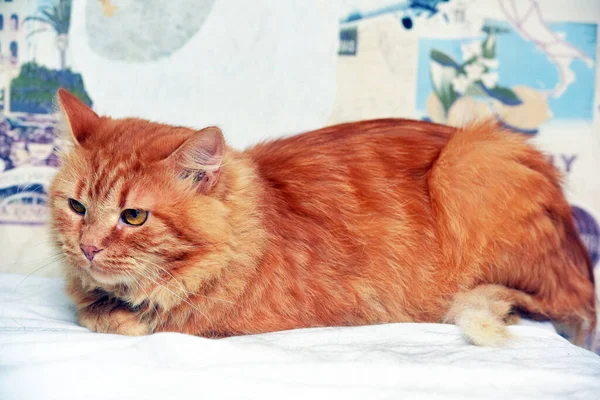 Red Fluffy Disgruntled Domestic Cat Close — Stock Photo, Image