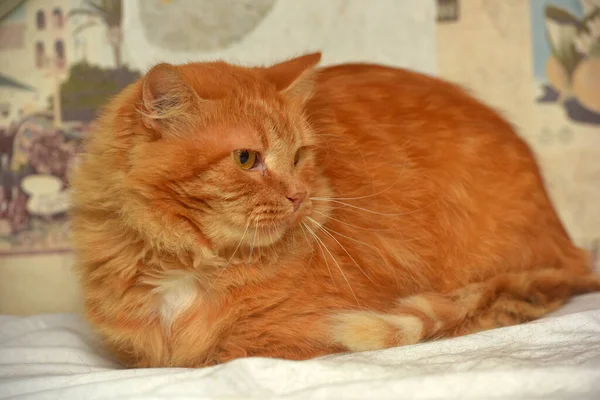 Κόκκινη Χνουδωτή Δυσαρεστημένη Οικιακή Γάτα Από Κοντά — Φωτογραφία Αρχείου