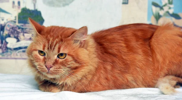 Red Fluffy Disgruntled Domestic Cat Close — Stock Photo, Image