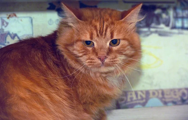 Red Fluffy Disgruntled Domestic Cat Close — Stock Photo, Image