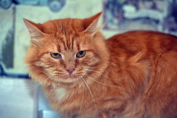 Red Fluffy Disgruntled Domestic Cat Close — Stock Photo, Image