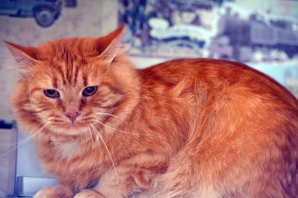 赤いふわふわ不満国内猫クローズアップ — ストック写真