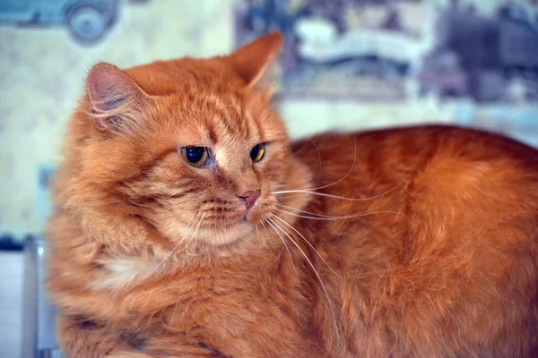 Rote Flauschige Verärgerte Hauskatze Aus Nächster Nähe — Stockfoto