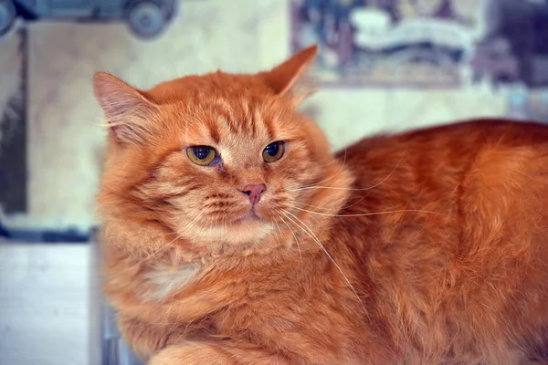 Czerwony Puszysty Niezadowolony Domowe Kot Zbliżenie — Zdjęcie stockowe