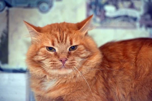 Rote Flauschige Verärgerte Hauskatze Aus Nächster Nähe — Stockfoto