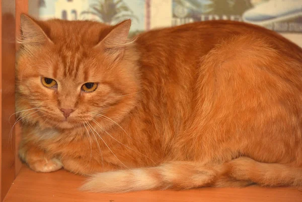 Kırmızı Tüylü Kedi Saklandı Bir Köşeye Kıvrılmış — Stok fotoğraf
