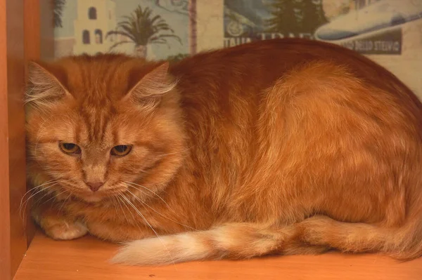 Rote Flauschige Katze Versteckt Zusammengekauert Einer Ecke — Stockfoto