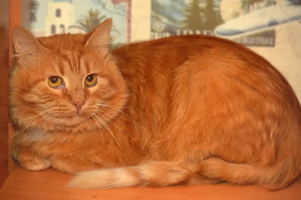 Κόκκινη Χνουδωτή Γάτα Κρύφτηκε Στριμωγμένα Μια Γωνία — Φωτογραφία Αρχείου
