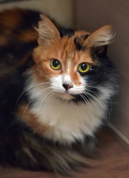 Güzel Renkli Tüylü Evcil Kedi Yaklaş — Stok fotoğraf