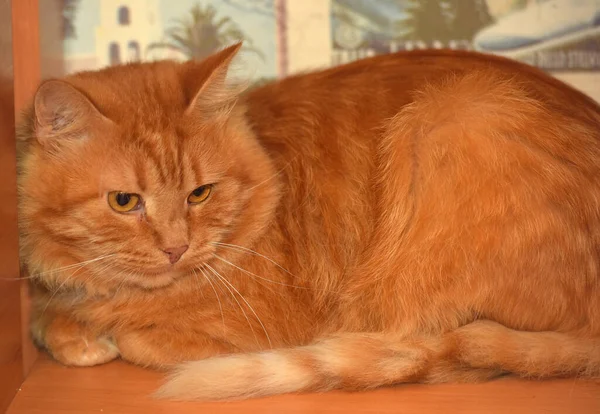 Kırmızı Tüylü Kedi Saklandı Bir Köşeye Kıvrılmış — Stok fotoğraf