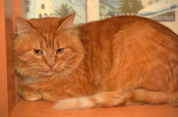 Červená Chlupatá Kočka Schovaná Skrčený Koutě — Stock fotografie