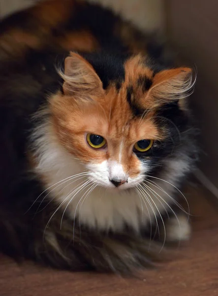 Krásný Tricolor Nadýchaný Domácí Kočka Zblízka — Stock fotografie