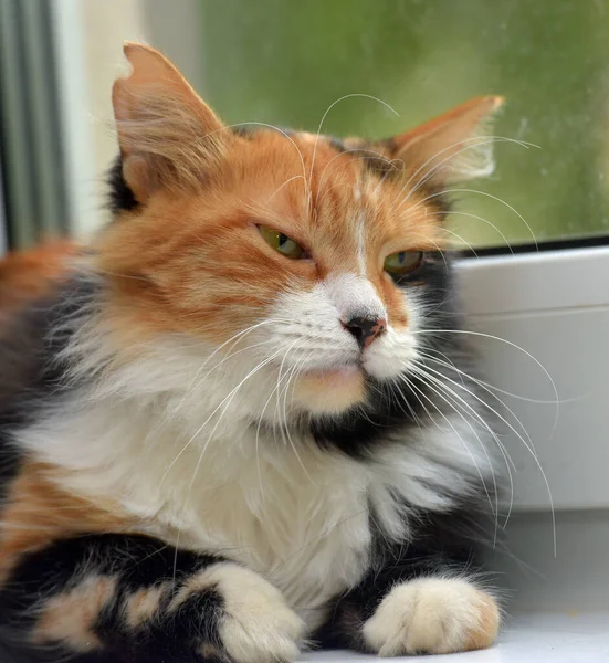 Hermoso Tricolor Esponjoso Gato Doméstico Cerca —  Fotos de Stock