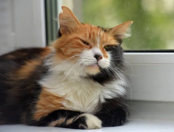 Mooie Tricolor Pluizig Binnenlandse Kat Close — Stockfoto