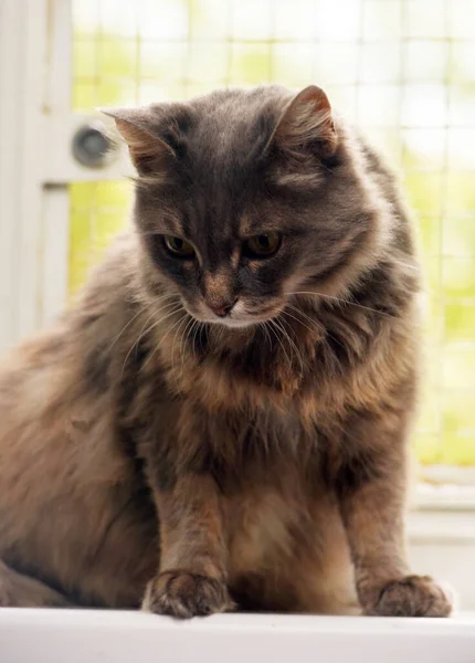 Beautiful Smoky Fluffy Domestic Cat Windowsill — Stock Photo, Image