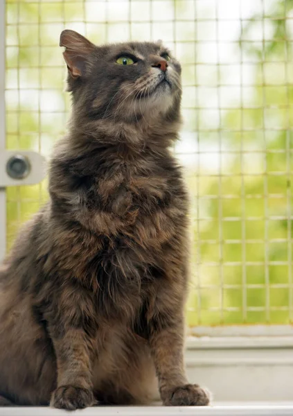 Bonito Smoky Fofo Doméstico Gato Peitoril Janela — Fotografia de Stock