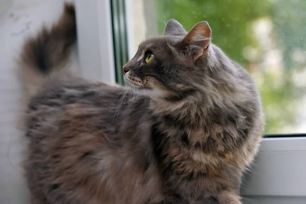 Beautiful Smoky Fluffy Domestic Cat Windowsill — Stock Photo, Image