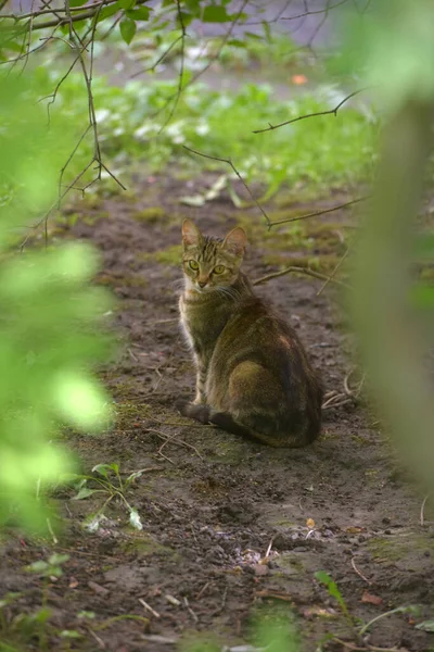 Embarazada Rayas Gato Doméstico Verano Entre Hierba — Foto de Stock