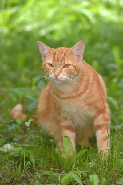 姜黄美丽的家猫在夏天的草丛中 — 图库照片