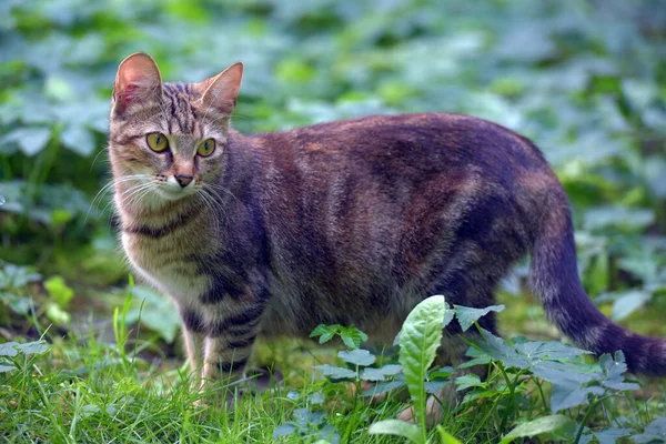 Hamile Çizgili Evcil Kedi Yazın Çimlerin Arasında — Stok fotoğraf