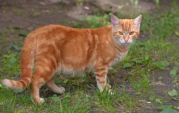 Gingembre Beau Chat Domestique Été Parmi Herbe — Photo