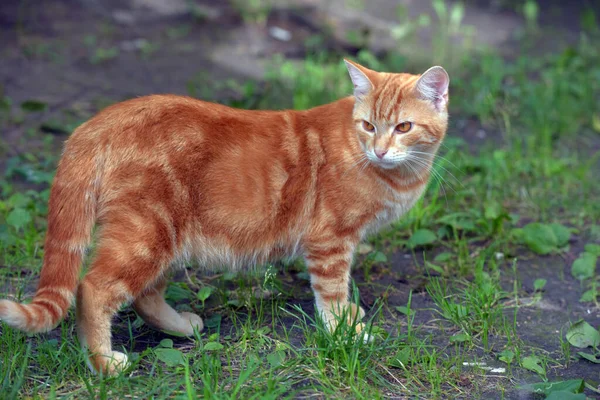 草の間の夏に美しい国産猫の生姜 — ストック写真