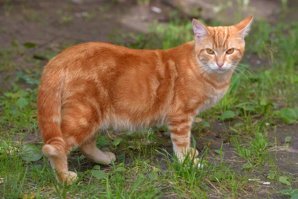 Ginger Όμορφη Εγχώρια Γάτα Καλοκαίρι Μεταξύ Του Χόρτου — Φωτογραφία Αρχείου