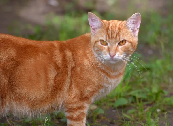 Ginger Beautiful Domestic Cat Summer Grass — Stock Photo, Image