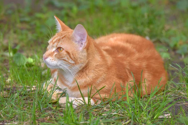 Ingwer Schöne Hauskatze Sommer Gras — Stockfoto