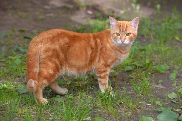草の間の夏に美しい国産猫の生姜 — ストック写真