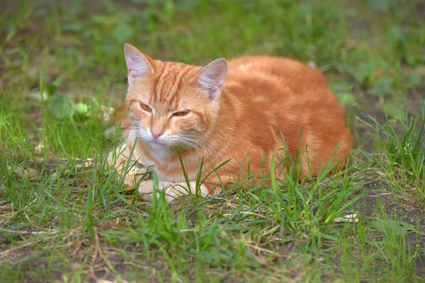 Ginger Όμορφη Εγχώρια Γάτα Καλοκαίρι Μεταξύ Του Χόρτου — Φωτογραφία Αρχείου