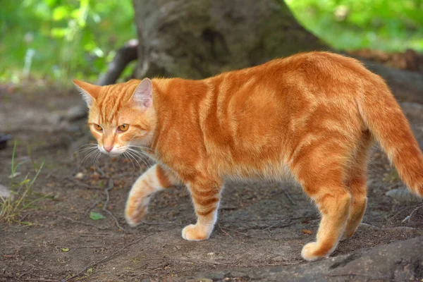 Jengibre Hermoso Gato Doméstico Verano Entre Hierba — Foto de Stock