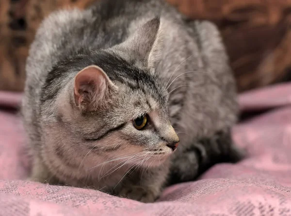 Tabby Katze Mit Unzufriedenem Blick Auf Braunem Hintergrund — Stockfoto