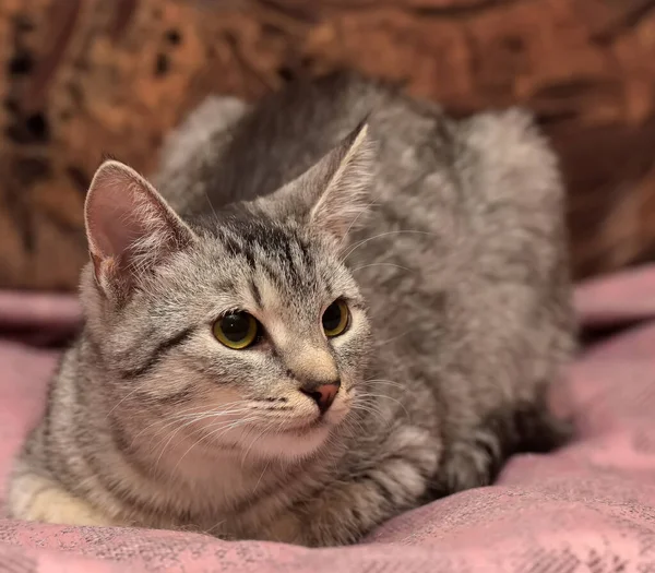 Tabby Kot Niezadowolonym Wyglądem Brązowym Tle — Zdjęcie stockowe