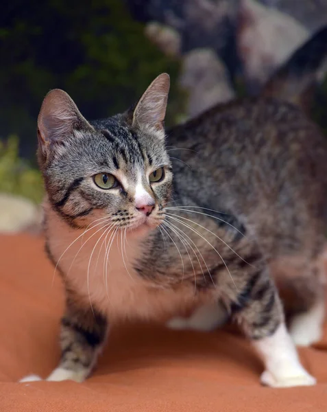 Cinza Branco Europeu Curta Distância Gato Perto — Fotografia de Stock