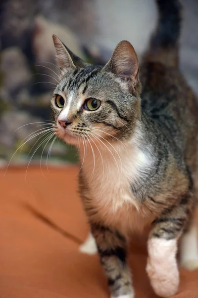 Cinza Branco Europeu Curta Distância Gato Perto — Fotografia de Stock