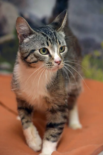Gray White European Shorthair Cat Close — Φωτογραφία Αρχείου