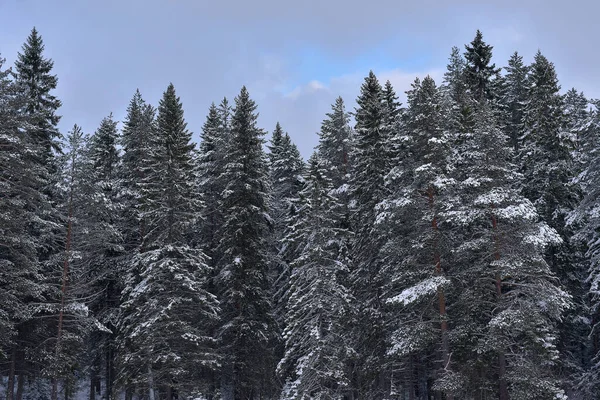 冬雪覆盖的云杉顶部 — 图库照片