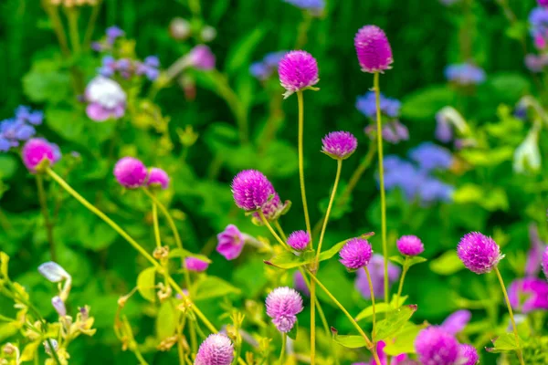 緑の草の間のライラッククローバーの花を閉じます — ストック写真