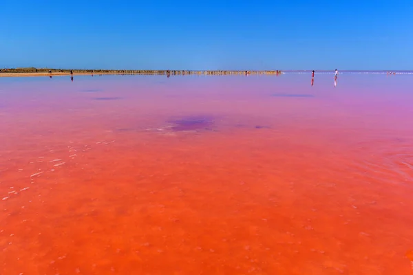Słone Jezioro Różową Solą Błękitne Niebo Chmurami Sasyk Sivash Różowe — Zdjęcie stockowe