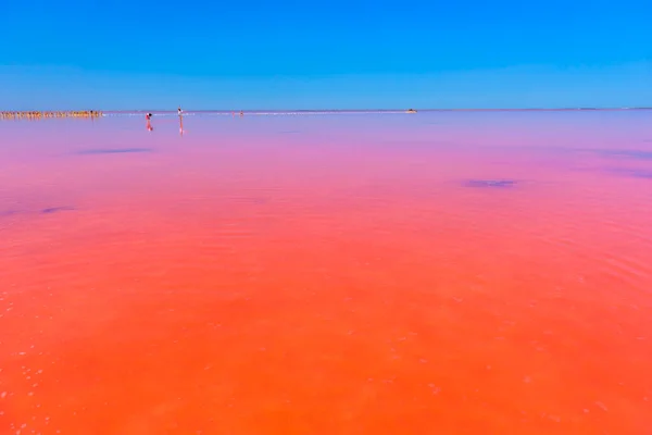 Solné Jezero Růžovou Solí Modré Nebe Mraky Sasyk Sivash Růžové — Stock fotografie