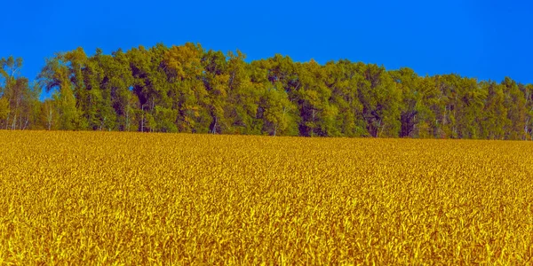 Podzimní Krajina Žlutá Pole Stromy Modrou Oblohou — Stock fotografie