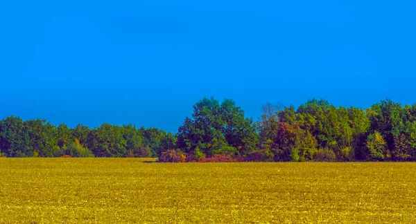 Podzimní Krajina Žlutá Pole Stromy Modrou Oblohou — Stock fotografie