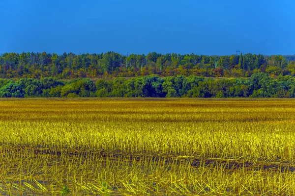 Jesienny Krajobraz Żółte Pola Drzewami Błękitnym Niebem — Zdjęcie stockowe