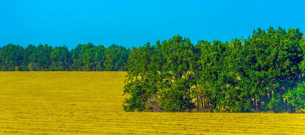 Sonbaharın Başlarında Eylül Sarı Tarlalar Üzerinde Ağaçlar — Stok fotoğraf