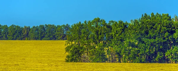 Počátkem Podzimu Krajina Žluté Pole Září Stromy Něm — Stock fotografie