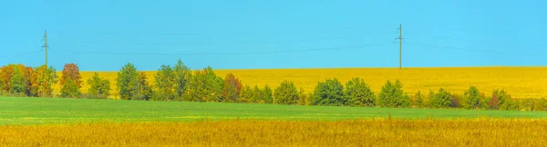 Paysage Début Automne Champ Jaune Septembre Arbres Dessus — Photo