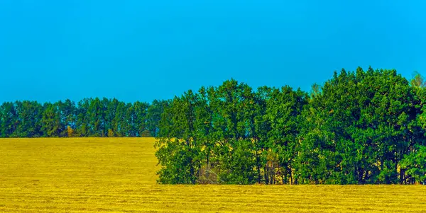 Počátkem Podzimu Krajina Žluté Pole Září Stromy Něm — Stock fotografie
