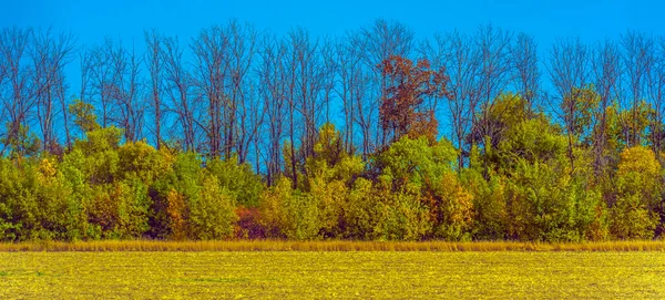 Herfstlandschap Gele Velden Met Bomen Blauwe Lucht — Stockfoto