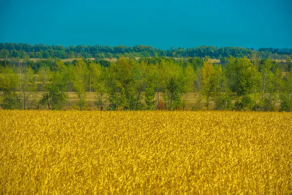 Höstlandskap Gula Fält Med Träd Och Blå Himmel — Stockfoto